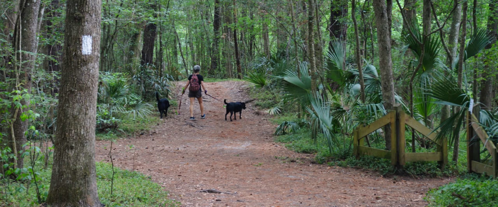 Can I Bring My Pet on a Trail Loop in Panama City, Florida?