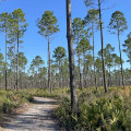 Exploring the Most Scenic Trails in Panama City, Florida