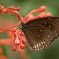 Wildlife Viewing Areas in Panama City Beach, Florida: An Expert's Guide