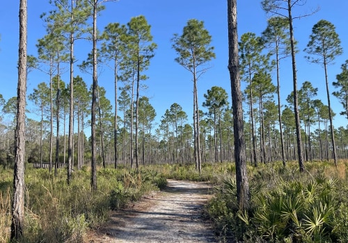 Exploring Nature Trails in Panama City Beach, Florida - A Guide for Nature Lovers