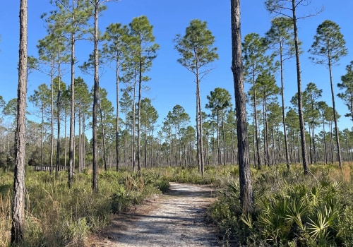 Exploring Nature Trails in Panama City Beach, Florida